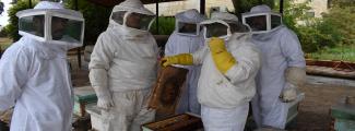 A Step Towards Success for a Brighter Life- Beekeeping 