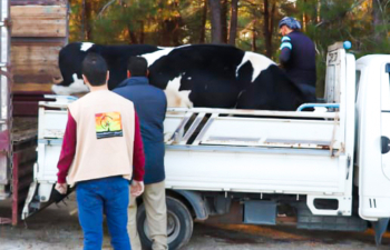  Distribution of small projects in Banias and Sheikh Badr